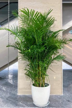 室內植物 竹|10種室內大型植物推薦！耐陰好養、風水招財，沒陽光。